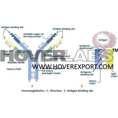 Immunogolulin Structure and Functions Model