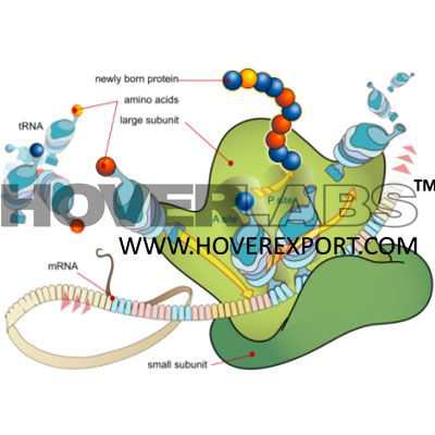 Gene Expression Model