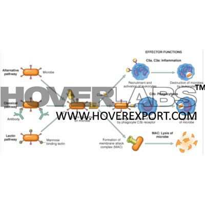 Immunology Compliment System Model