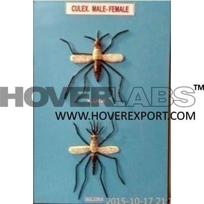 Culex  Male, Female Model