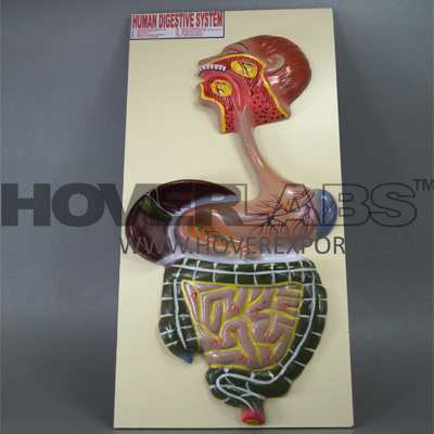 Human Digestive System Model