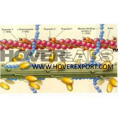 Mechanism of Muscle Contraction Blood Plasma Proteins, Lipoprotein Model