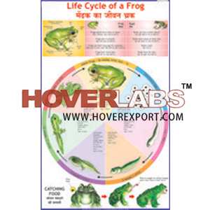 Life History of Frog