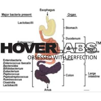 Normal Flora in Human Body Model