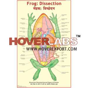 Frog: Dissection