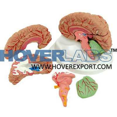 Model of Human Brain