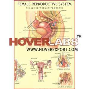 Female Reproductive System