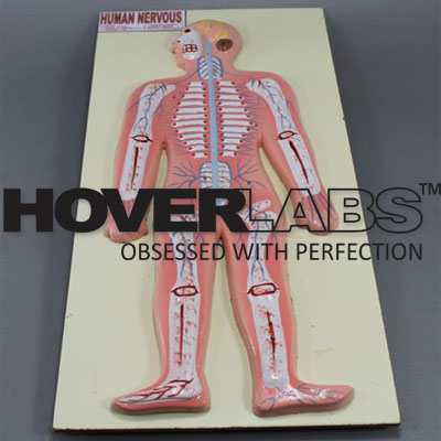 Human Nervous System Model