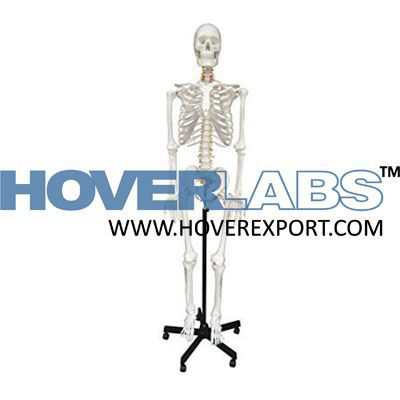 Human Skeleton Model