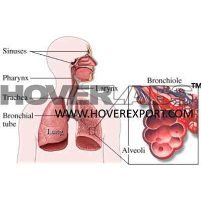 Aerosol Impact Respiratory System Model