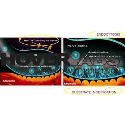 Mechanism of Botulinum Toxin Model