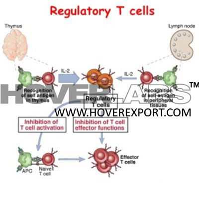 Immunoregulation Autoimmunity Tolerence Model