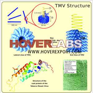 Tobacco Mosaic Virus