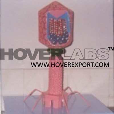 Bacteriophage Virus Model