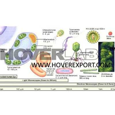 Compartmentation of Cell Model