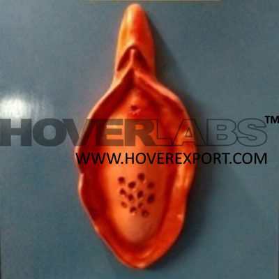 Hymen Cribiriform Model