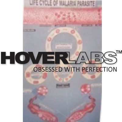 Life Cycle of Plasmodium Model