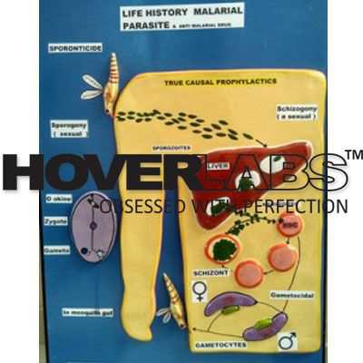 Blood and Tissue Protozoal Infection Model