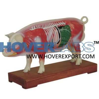 Pig acupuncture model